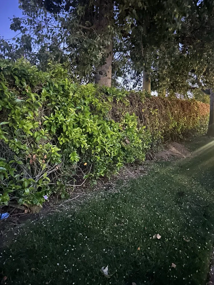Affordable landscape design in Chino, CA - CLS Landscape Management