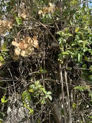 CLS Landscape Management Logo