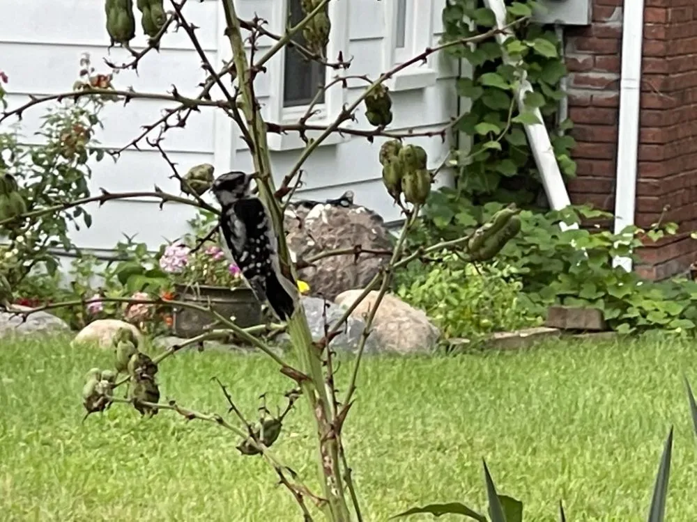 Custom lawn care service for homes in Detroit, MI by C.L.S. Lawn Care Services