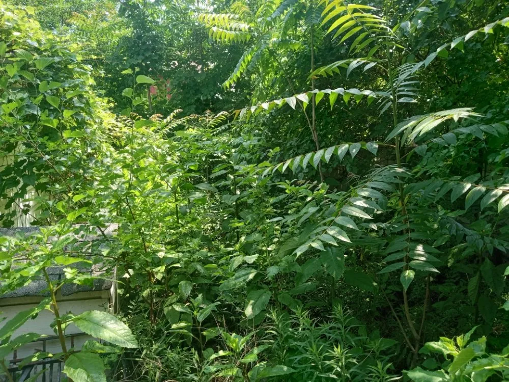 Local landscape design in Detroit, MI - C.L.S. Lawn Care Services