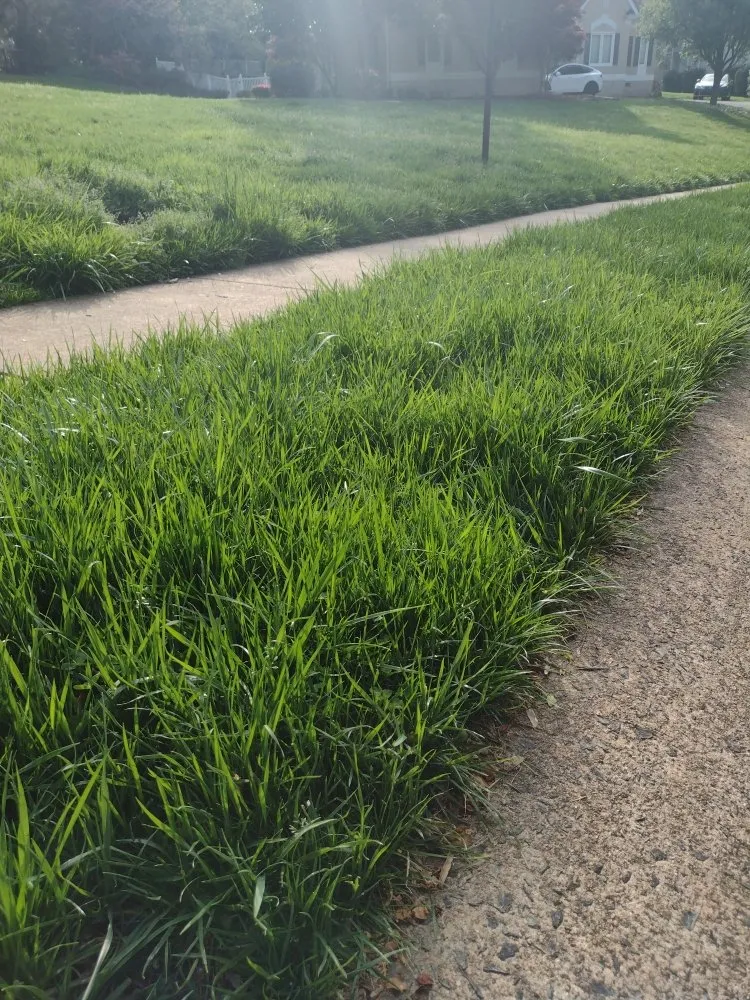 Professional yard cleanup service experts serving Cornelius, NC - CLT Landscape