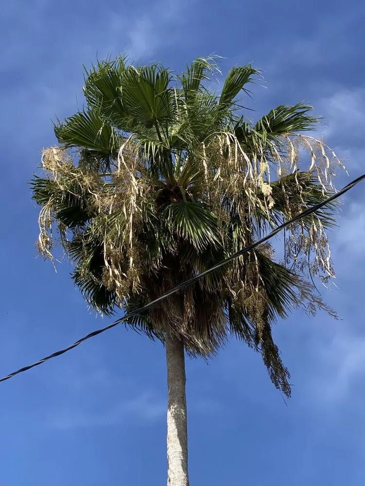 Local yard cleanup service in Lantana, FL - Clutch Solutions