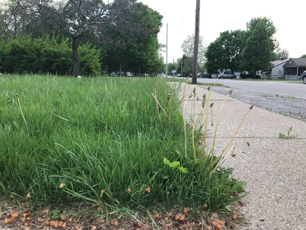Professional yard cleanup service experts serving Ambia, IN - Clutter Kings
