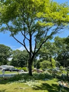 Reliable lawn care service in Cockeysville, MD by CM Construction Renovation