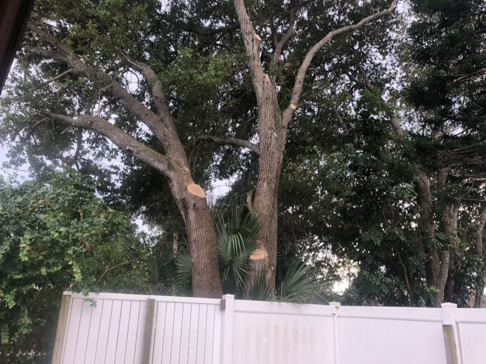 Local yard cleanup service for beautiful yards across Port St. Lucie, FL - CM Gatling Landscaping