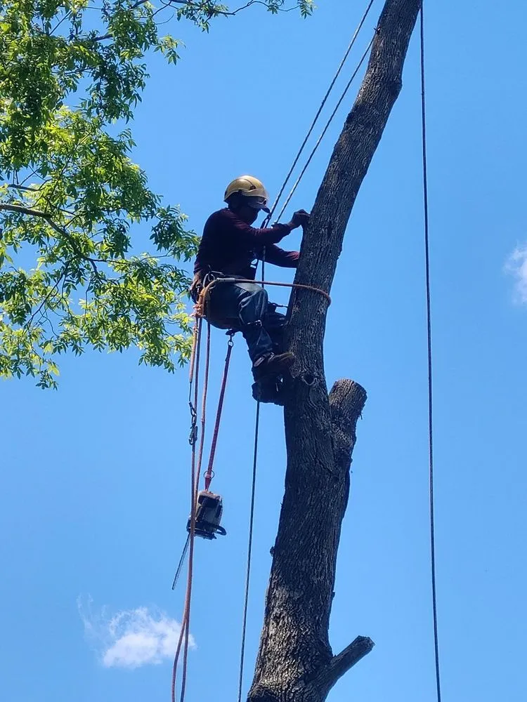 Local landscaping services for homes across Silver Spring, MD - CM Landscaping & Tree Services