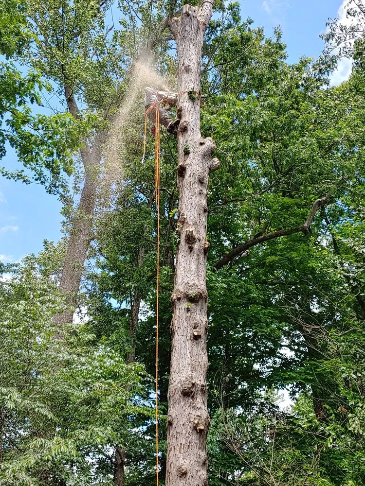 Custom lawn mowing service in Silver Spring, MD - CM Landscaping & Tree Services