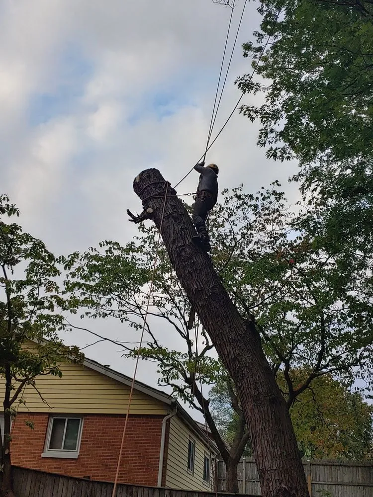 Reliable garden landscaping experts serving Silver Spring, MD - CM Landscaping & Tree Services