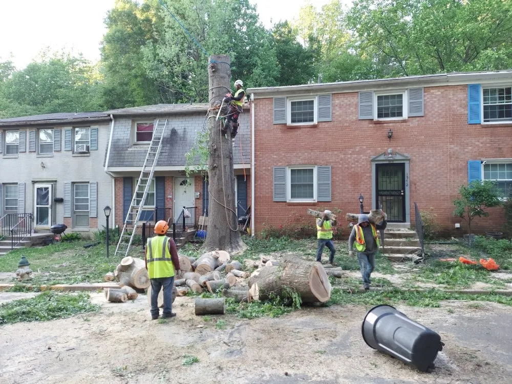 Top-rated landscape design in Silver Spring, MD - CM Landscaping & Tree Services