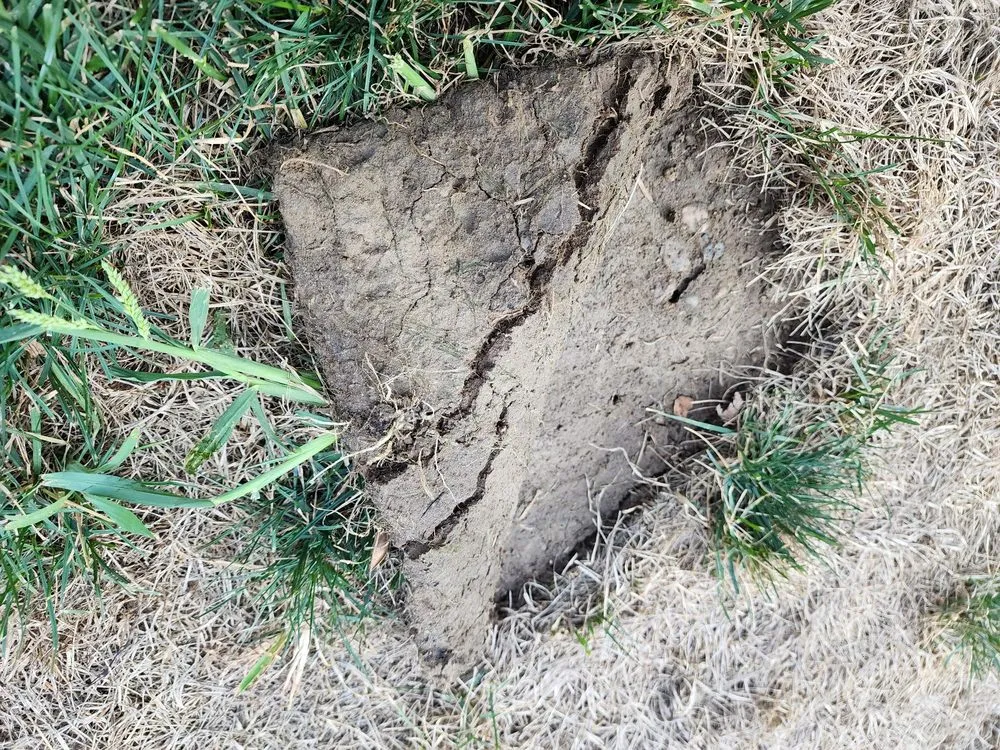 Trusted yard cleanup service near you in Caldwell, ID by C&M Lawn Care