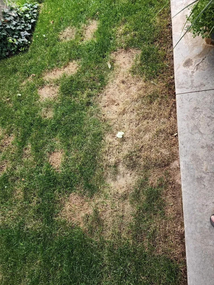 Trusted landscape installation for residential properties across Caldwell, ID - C&M Lawn Care