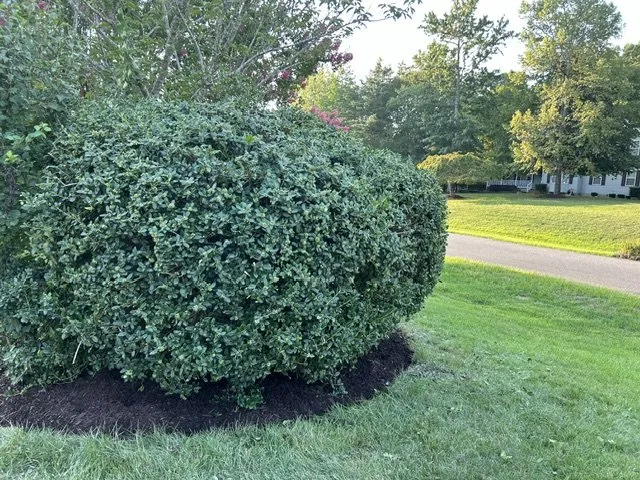 Affordable yard cleanup service in Huntingtown, MD by CM Outdoor Works