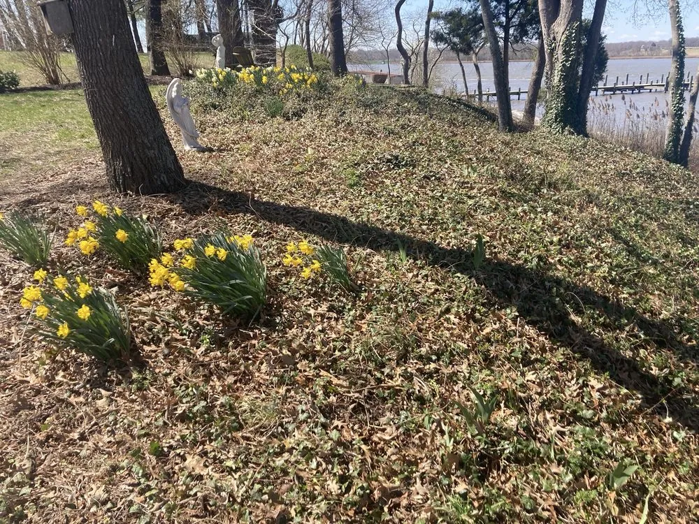 Trusted yard cleanup service in Huntingtown, MD - CM Outdoor Works