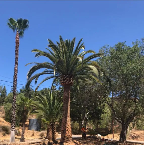 Custom outdoor landscaping experts serving San Diego, CA - CM Precision Tree and Landscaping