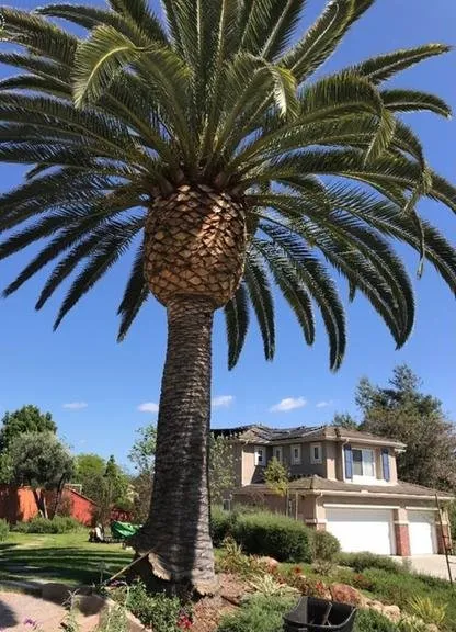 Trusted outdoor landscaping in San Diego, CA - CM Precision Tree and Landscaping