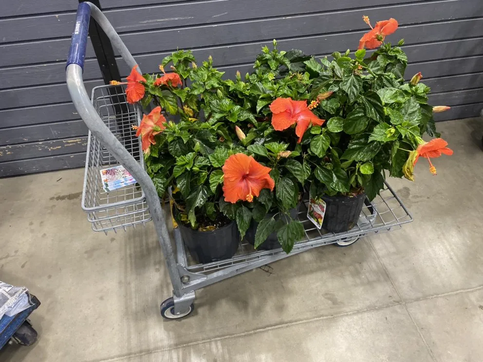 Professional lawn mowing service near you across Alvord, TX - C&M Total Lawn Care