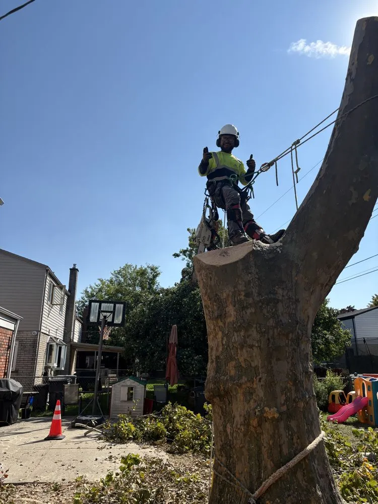 Professional lawn care service in Plymouth, MI by Cm Tree & Landscape Experts