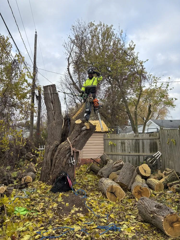 Affordable yard cleanup service experts serving Plymouth, MI - Cm Tree & Landscape Experts