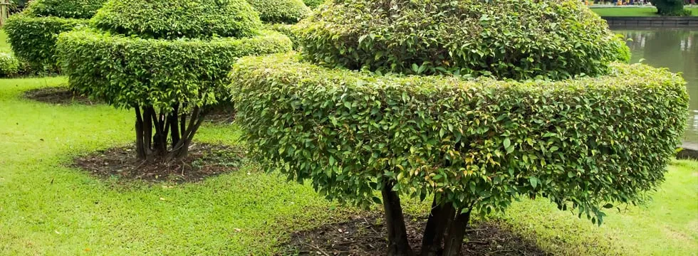 Affordable yard cleanup service experts serving Sewell, NJ - C&M Tree Specialists