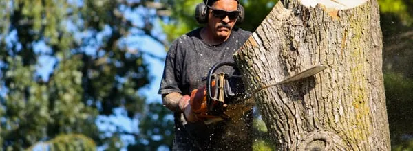 C&M Tree Specialists Logo