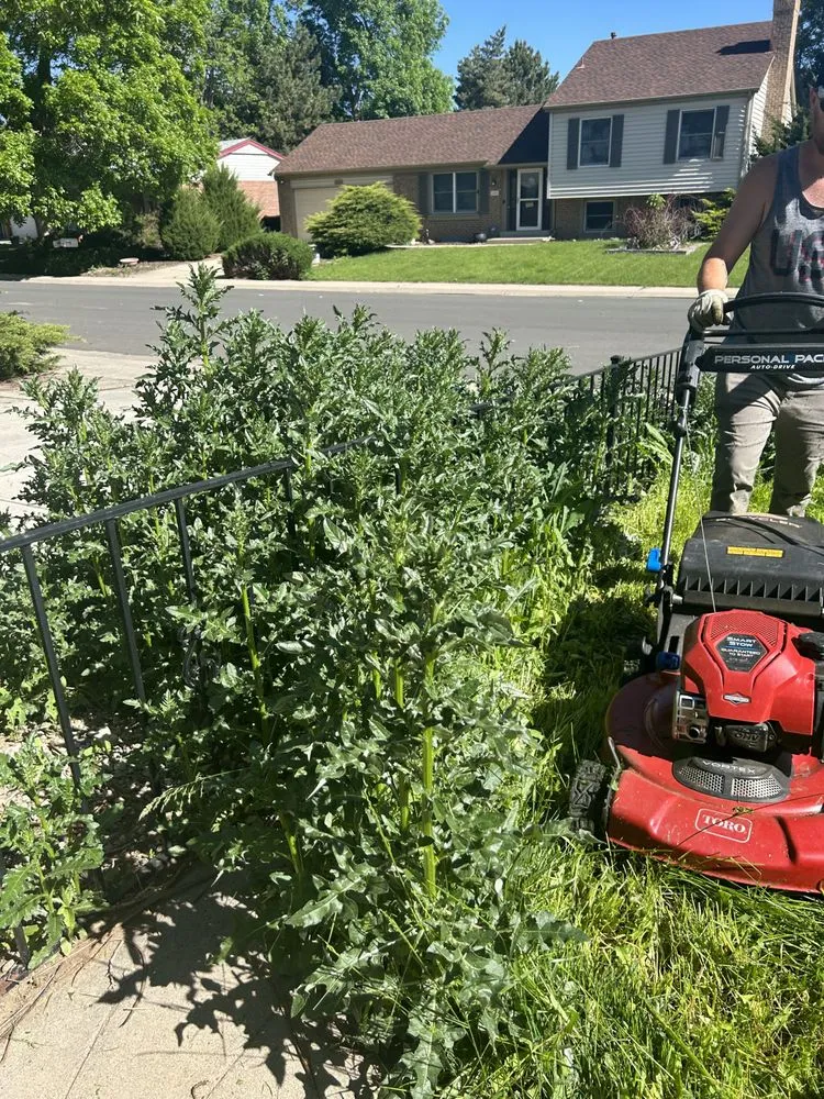 Reliable yard cleanup service for beautiful yards across Denver, CO - CMC Lawn & Home Maintenance