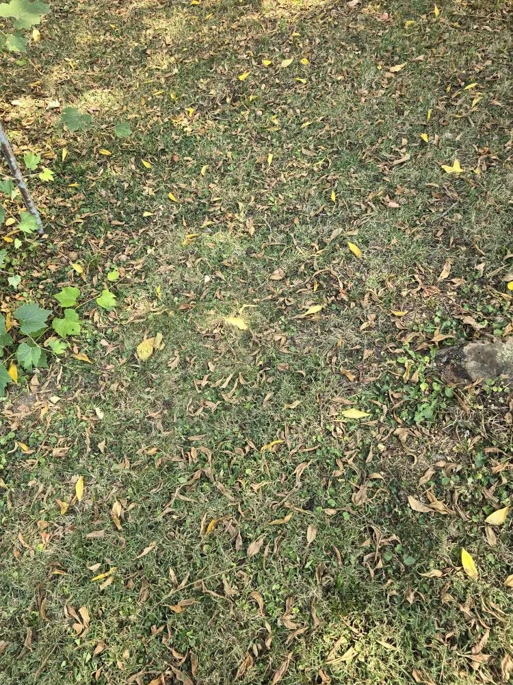 Local lawn care service in Columbus, OH by Cmi Landscaping