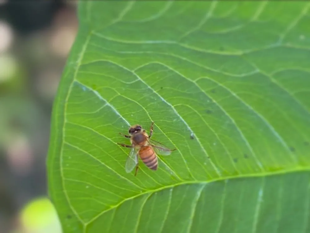 Affordable lawn care service in Saint Augustine, FL by CMKs Lawn Care