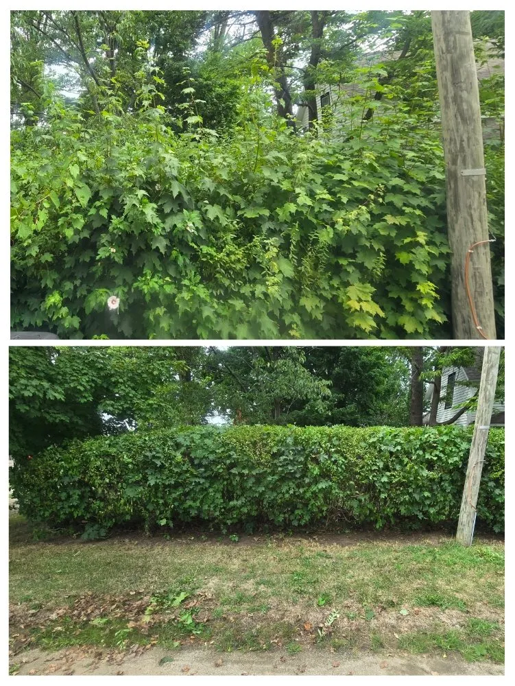 Expert lawn care service experts serving Vandalia, MI - CMP Improvements