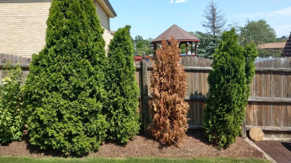 Trusted outdoor landscaping for year-round maintenance across Downers Grove, IL - CMS Landscapes