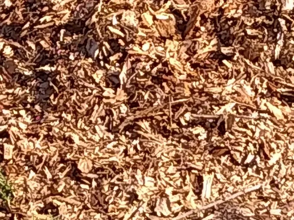 Expert lawn care service in Summerdale, AL - Cm's Lawn Maintenance