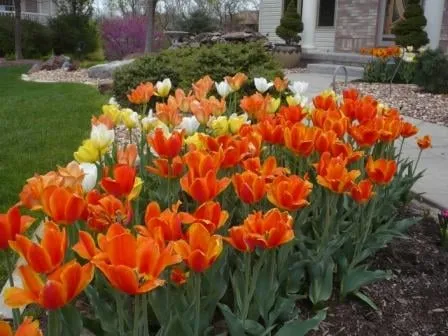 Local yard cleanup service for beautiful yards in Omaha, NE by CM's Outdoor Solutions Group