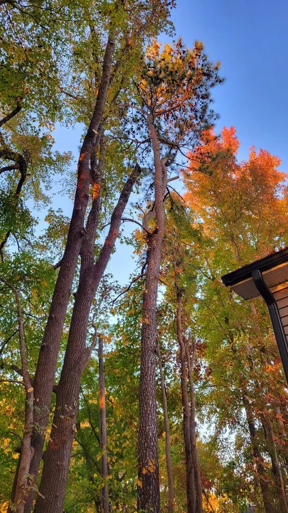 Trusted yard cleanup service for outdoor upgrades across Durham, NC - CM&W Lawn Care