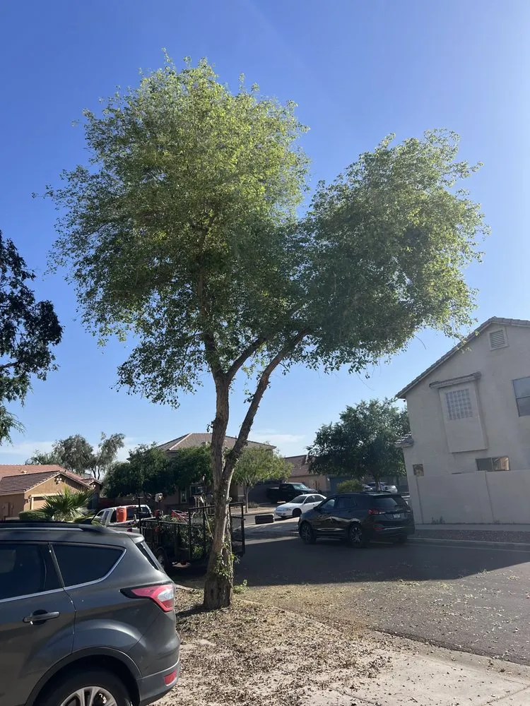 Local landscape installation in Phoenix, AZ - CN Innovations Landscaping