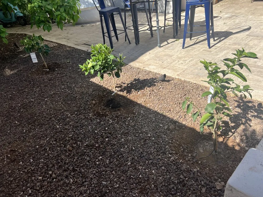 Professional yard cleanup service in Phoenix, AZ by CN Innovations Landscaping