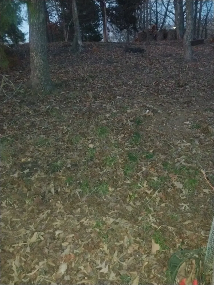 Expert yard cleanup service experts serving Como, TX - C&N Landscaping And Dirt Work