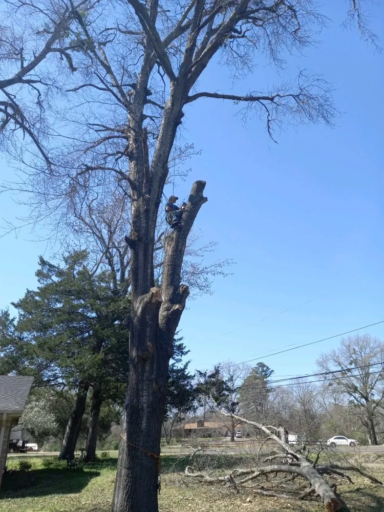 Custom yard cleanup service for year-round maintenance in Como, TX by C&N Landscaping And Dirt Work
