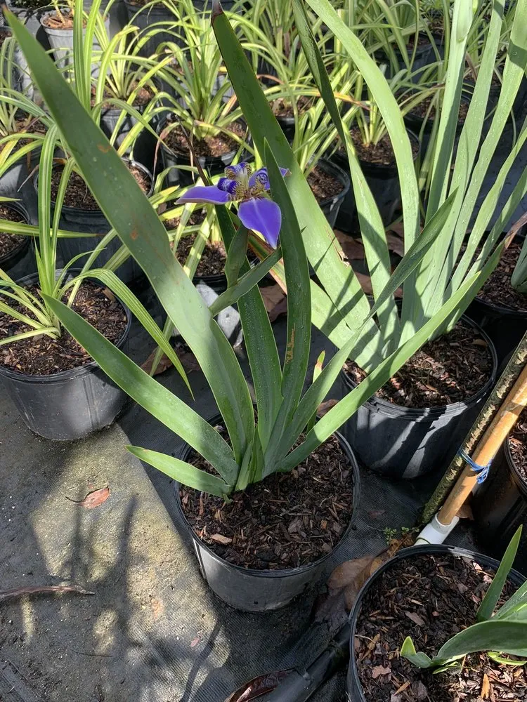 Affordable yard cleanup service in Lehigh Acres, FL by CNA Lawn Care & Landscaping