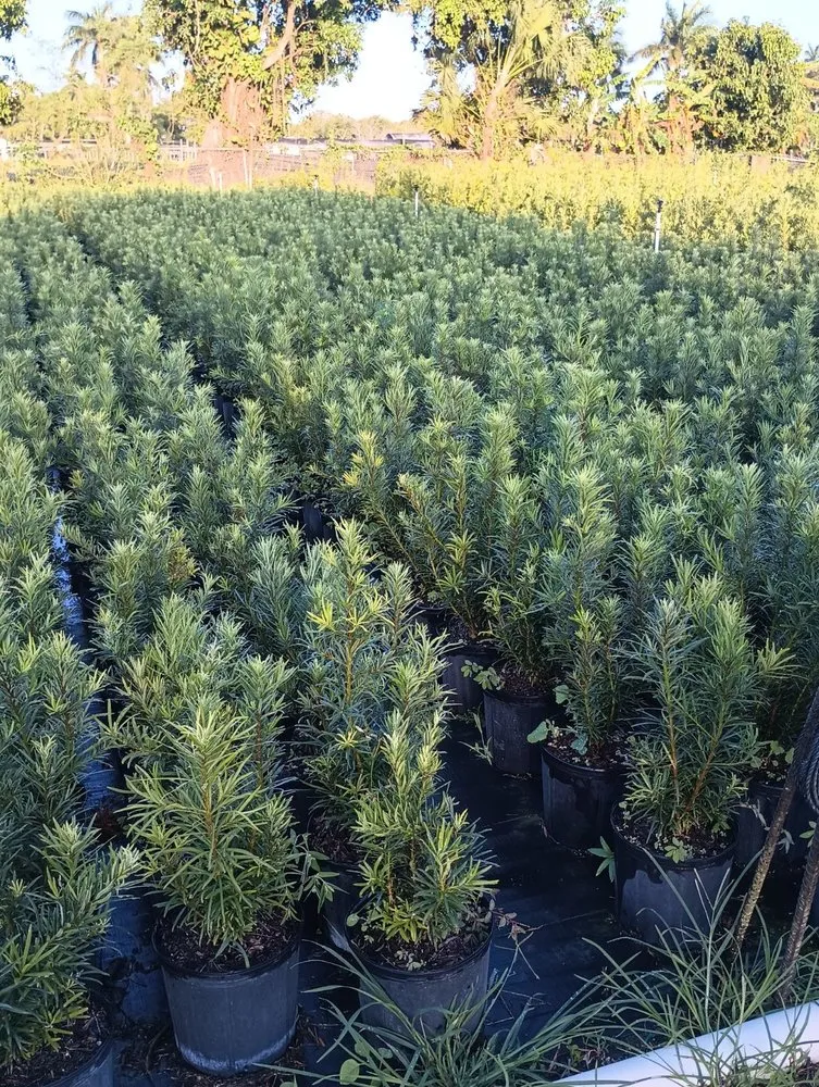 Custom outdoor landscaping in Lehigh Acres, FL by CNA Lawn Care & Landscaping