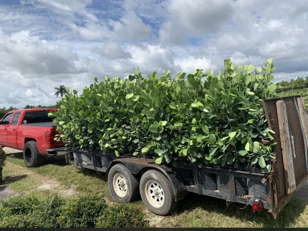 Trusted yard maintenance for beautiful yards across Lehigh Acres, FL - CNA Lawn Care & Landscaping