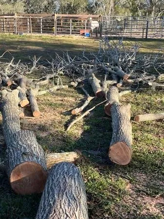 Trusted yard cleanup service experts serving Tampa Bay, FL - CNC Pro