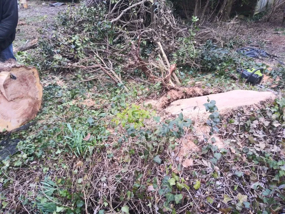 Reliable lawn care service in Hampton, VA by CNC Tree Service