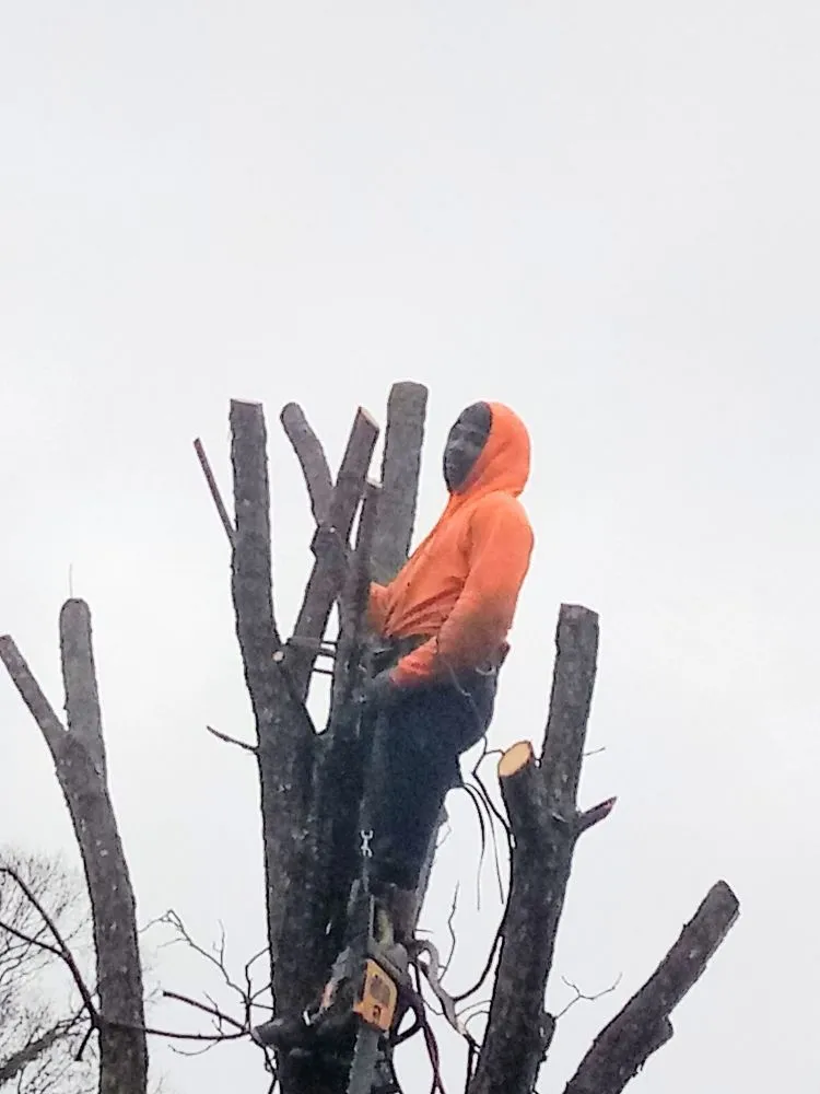 Custom landscape design for residential properties in Hampton, VA by CNC Tree Service