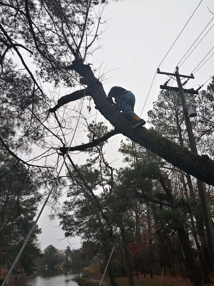 Reliable yard cleanup service in Hampton, VA by CNC Tree Service