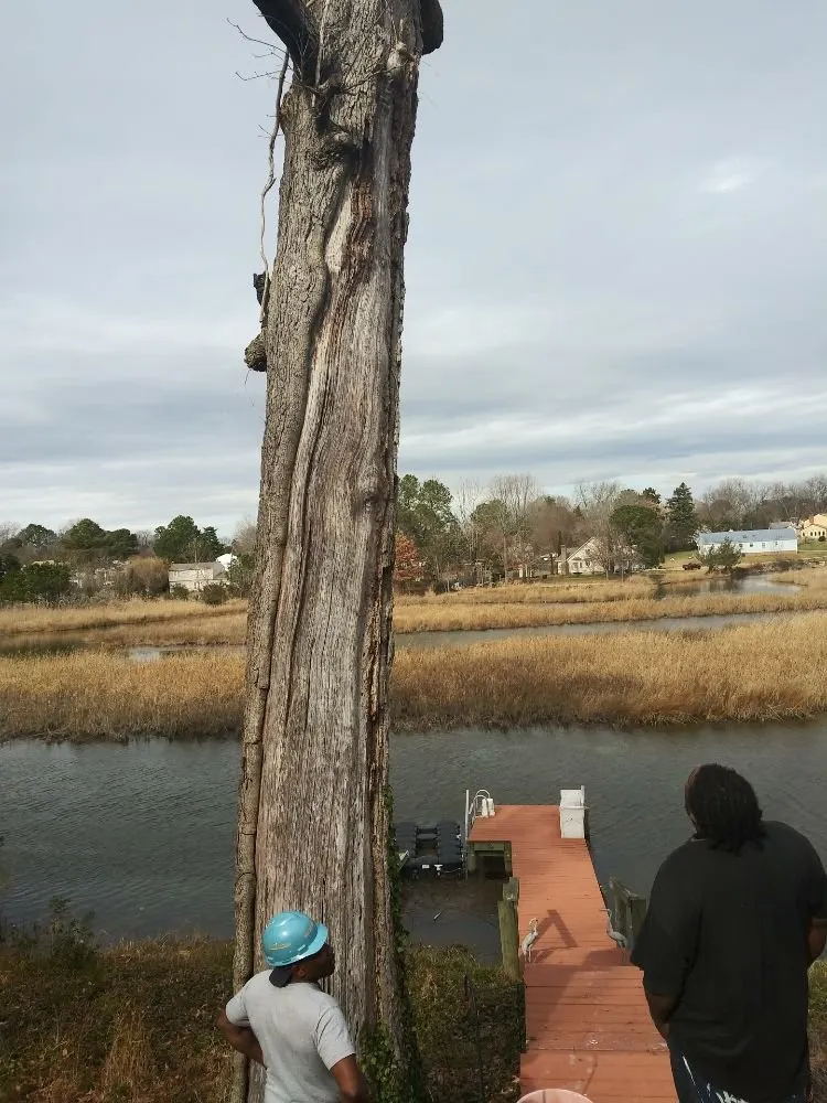 Top-rated residential landscaping near you in Hampton, VA by CNC Tree Service