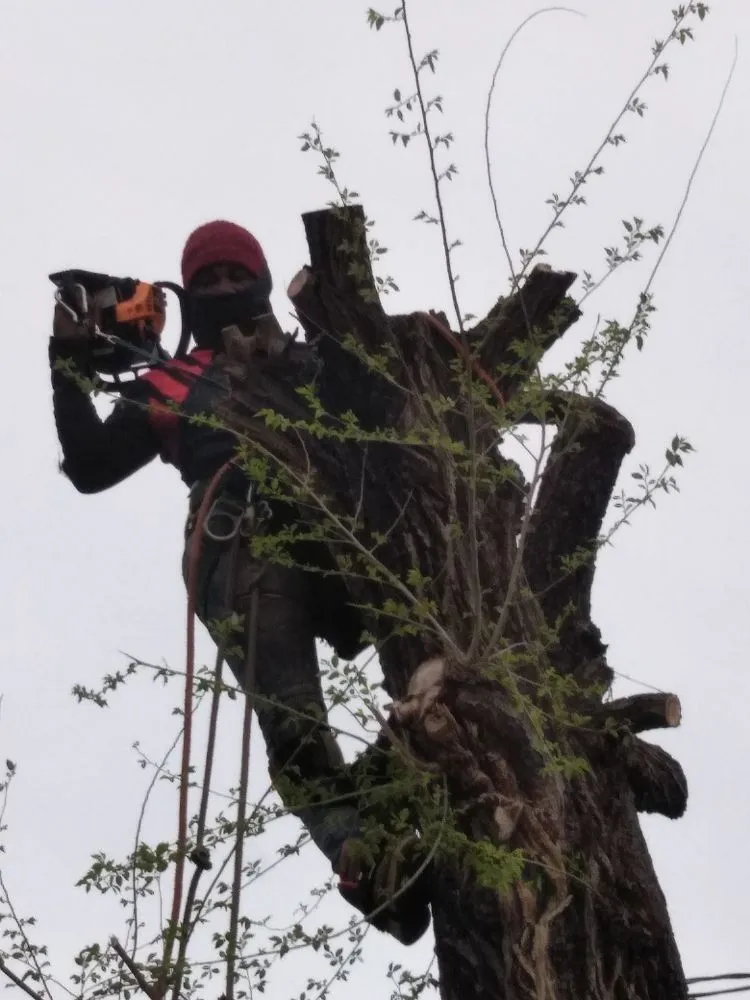 Reliable yard cleanup service for year-round maintenance in Hampton, VA by CNC Tree Service