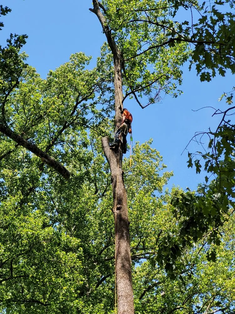 Top-rated garden landscaping experts serving Whitsett, NC - CNC Tree Service