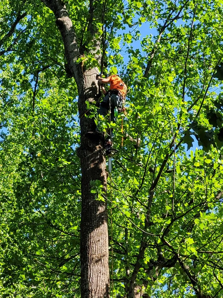 Custom garden landscaping experts serving Whitsett, NC - CNC Tree Service