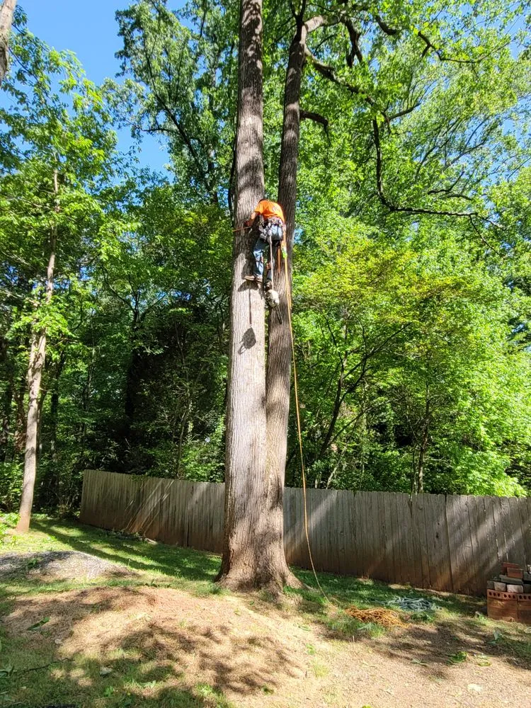 Local yard cleanup service experts serving Whitsett, NC - CNC Tree Service