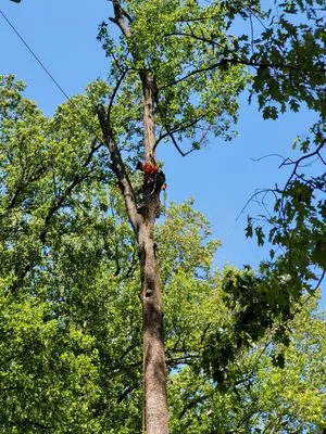 CNC Tree Service Logo