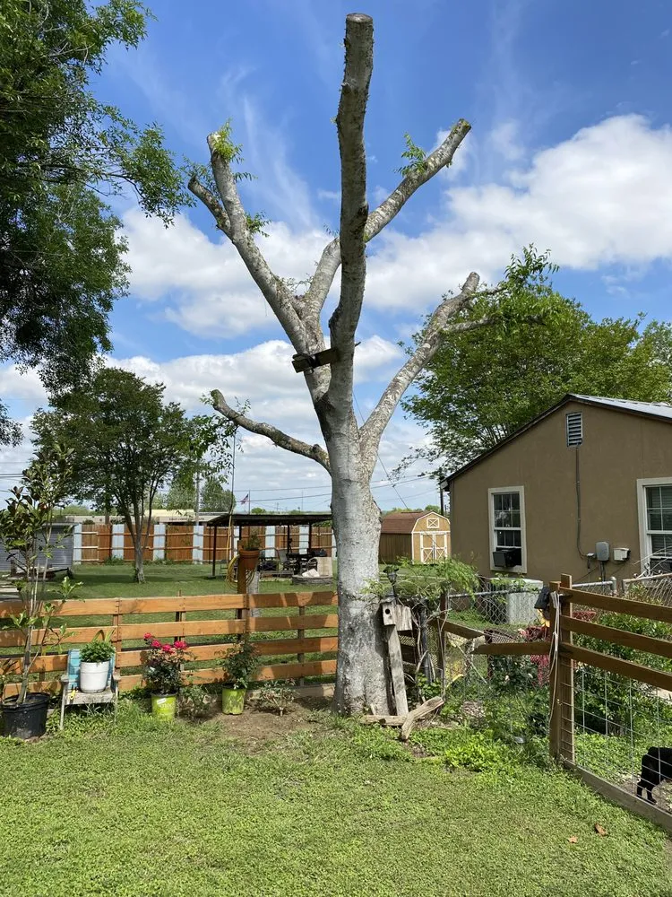 Affordable lawn care service for homes across Pflugerville, TX - CNE Landscaping and Services